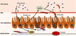 Gut microbiota is essential in PGRP-LA regulated immune protection against Plasmodium berghei infection