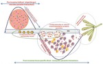 Altered Gut Microbiota and Immunity Defines Plasmodium vivax Survival in Anopheles stephensi