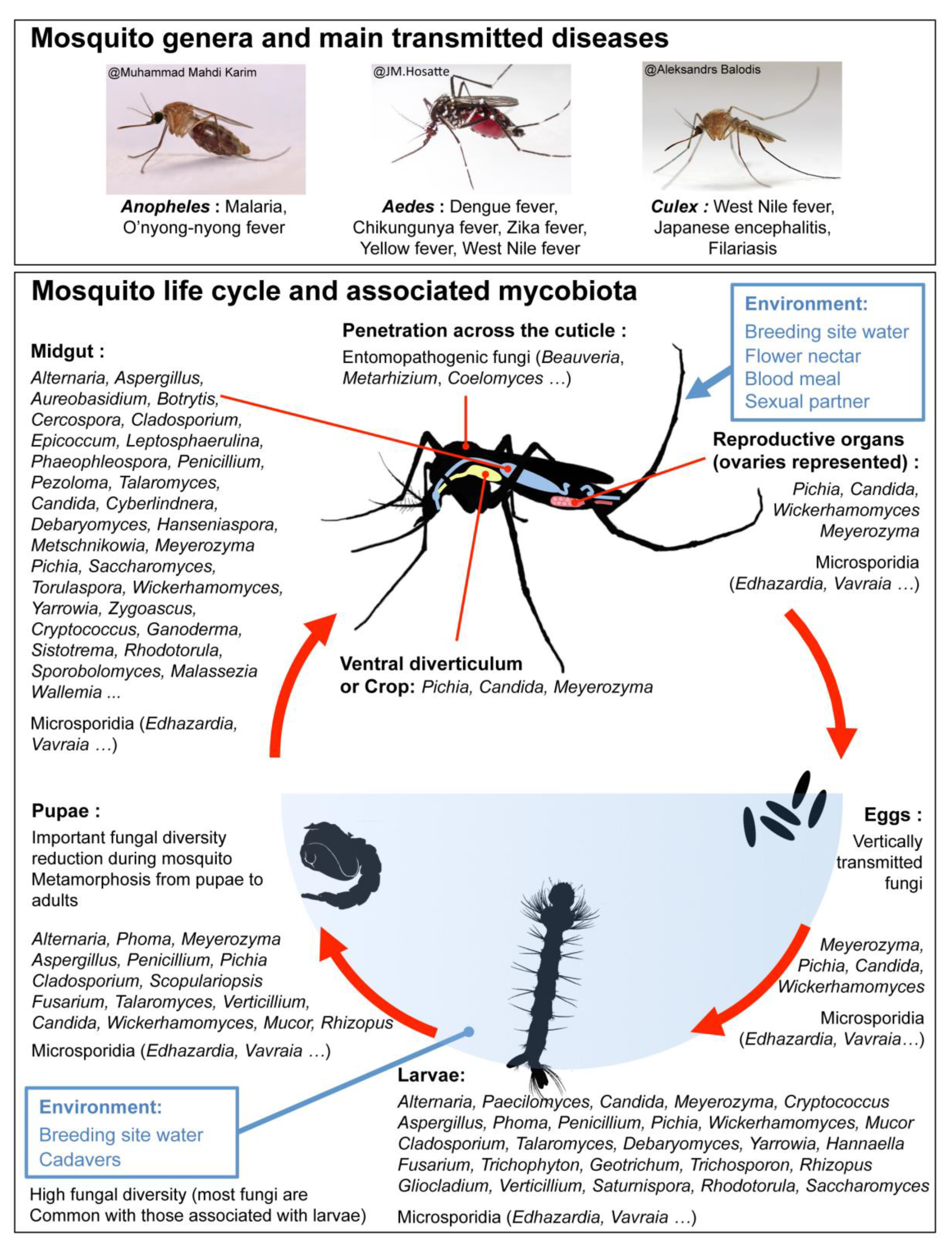 Mosquito Mycobiota An Overview of NonEntomopathogenic Fungal