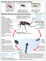Mosquito Mycobiota: An Overview of Non-Entomopathogenic Fungal Interactions