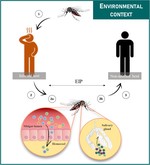 The Role of Temperature in Shaping Mosquito-Borne Viruses Transmission